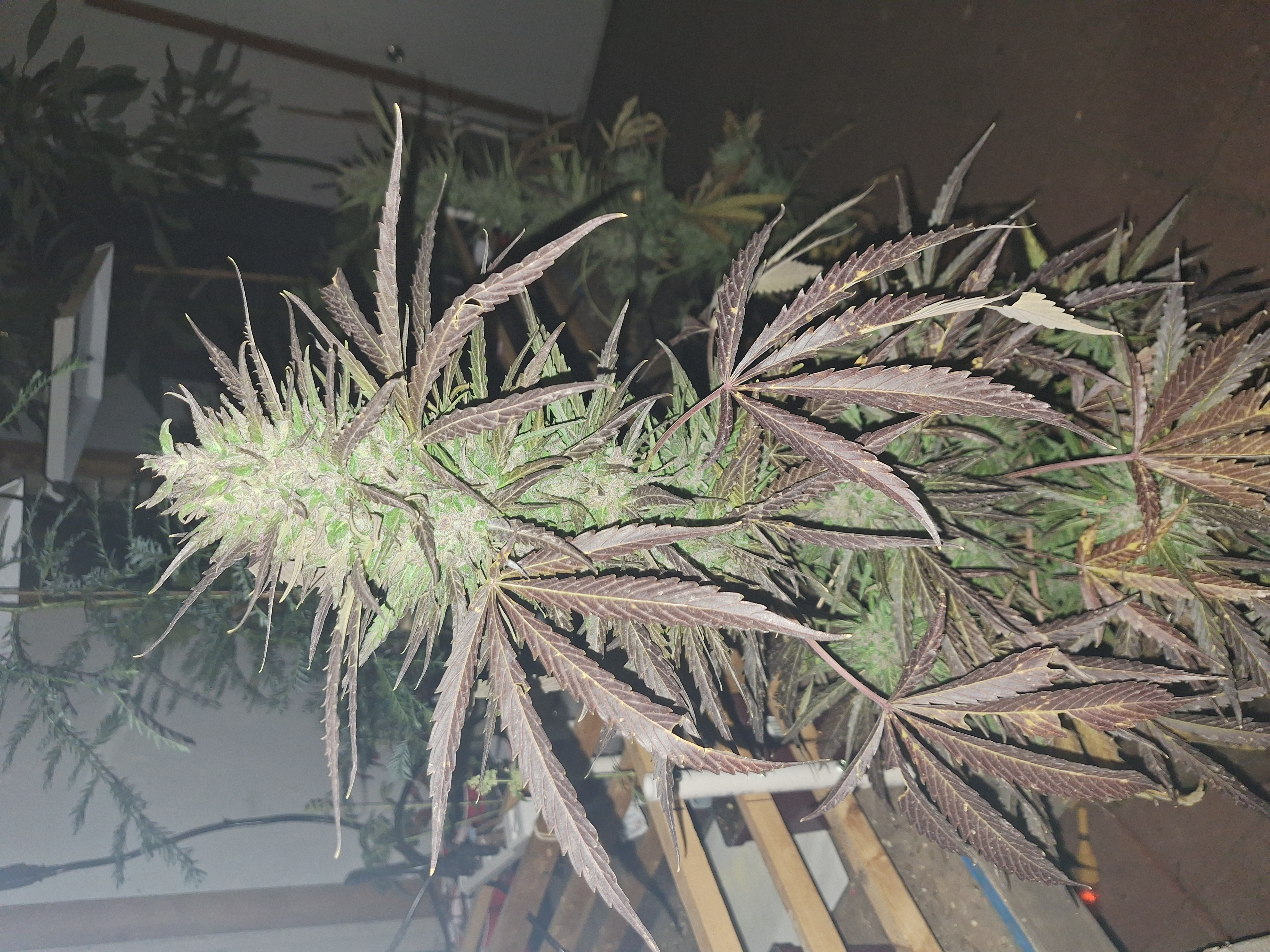 Alaska Purple x Purple Punch Male Fast Flower Pollen 0.5ml Vial - Image 4