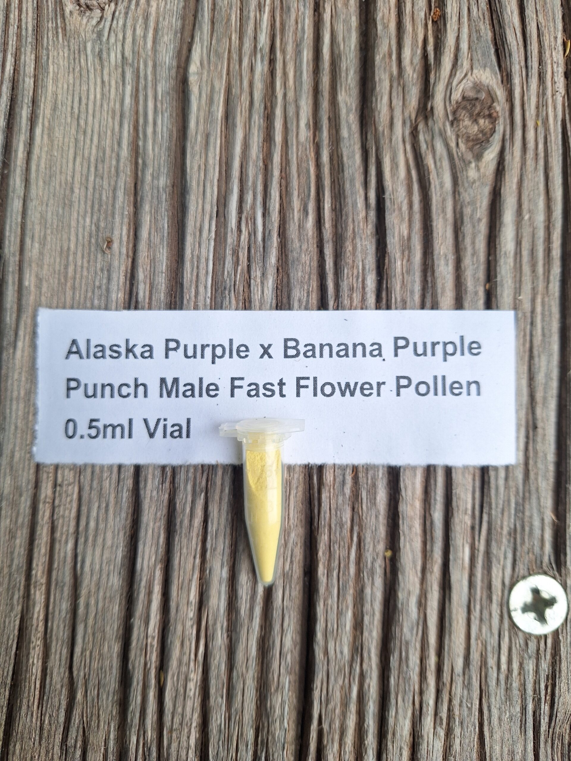 Alaska Purple x Purple Punch Male Fast Flower Pollen 0.5ml Vial