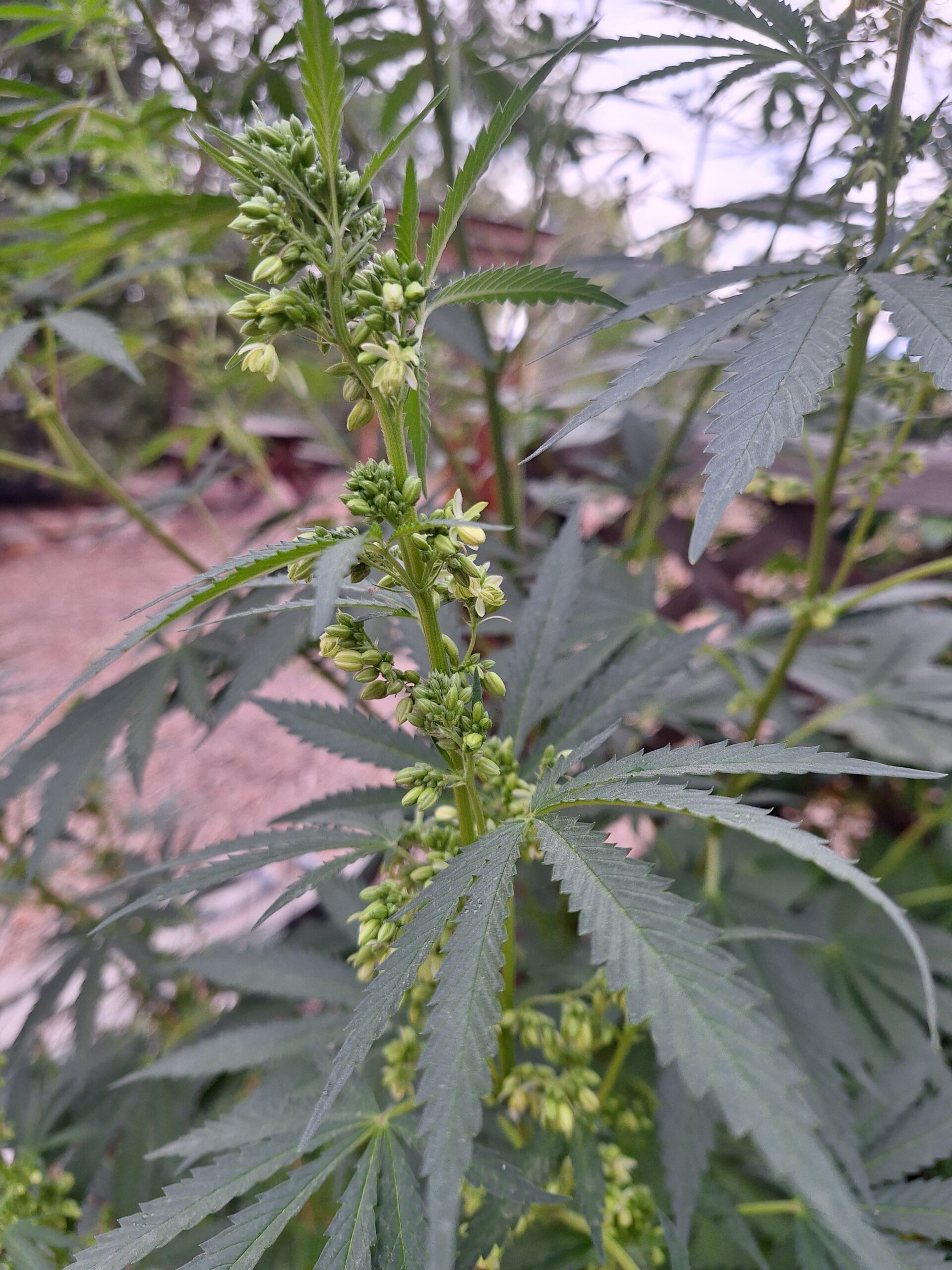 Alaska Purple x Purple Punch Male Fast Flower Pollen 0.5ml Vial - Image 2