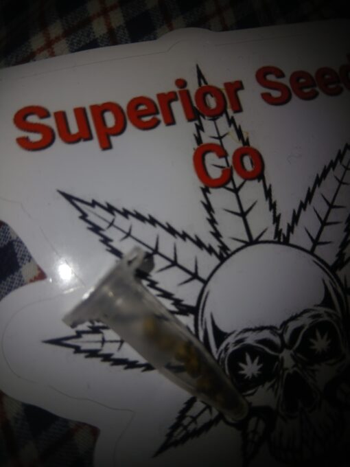 Sour Diesel 10-pack feminized - Image 4