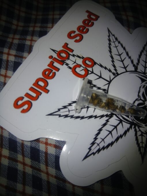 Diesel Cookies 10-pack feminized - Image 4