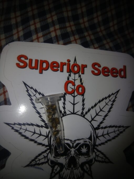 Sour Widow 10-pack feminized - Image 4