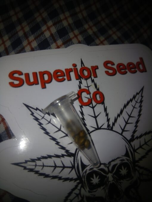 Sour Berry 10-pack feminized - Image 4
