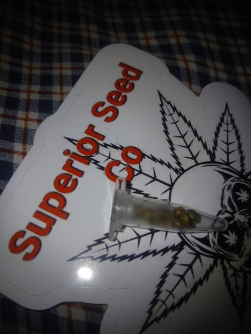 Sour Berry 10-pack feminized - Image 3