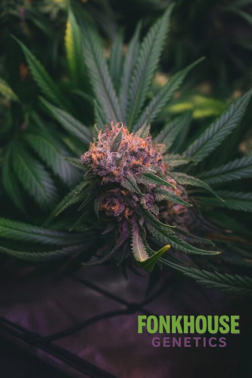 3x Cannabis Clones LEGIT-VERIFIED HLVD FREE - Image 4