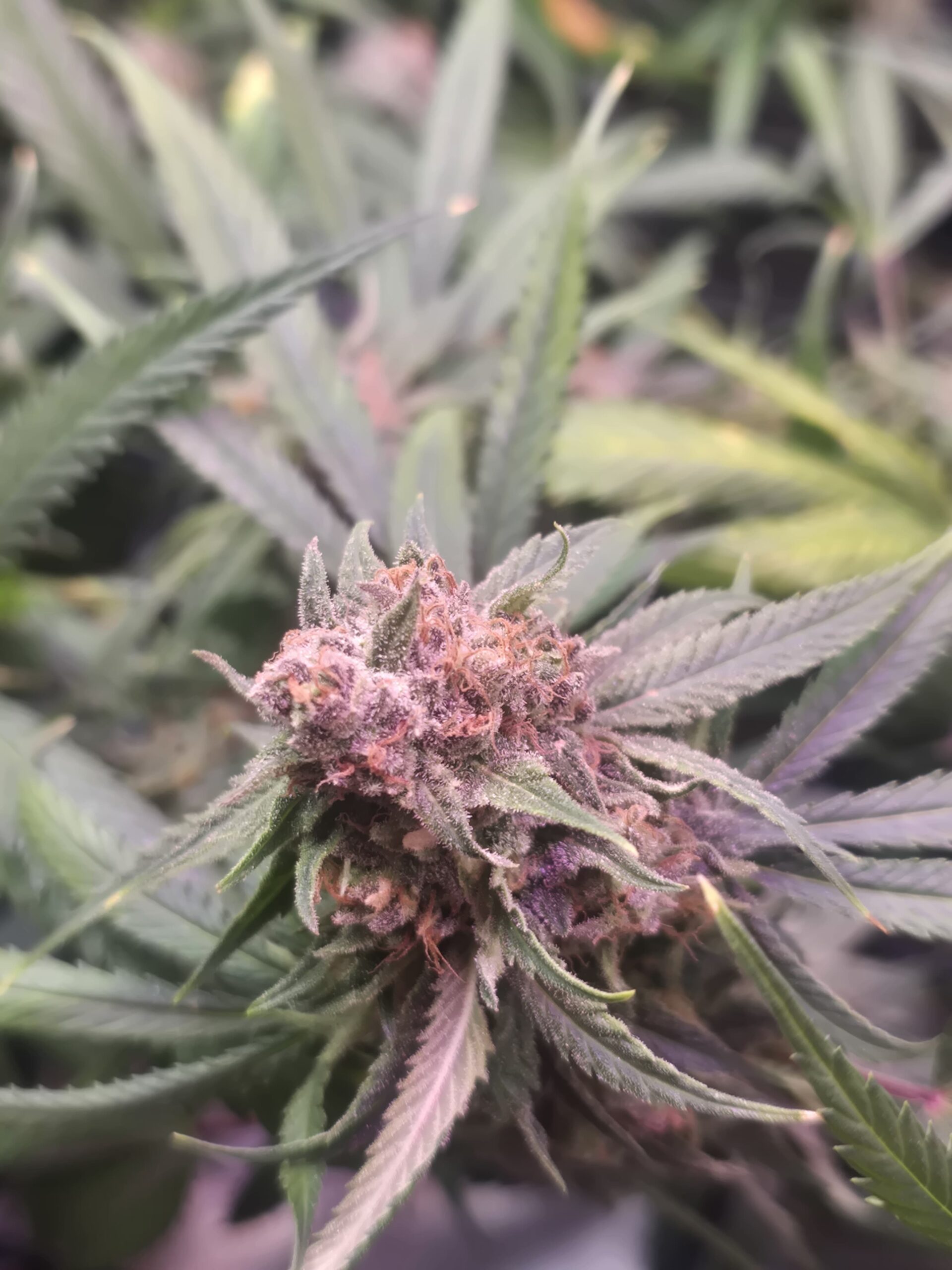 Blue Dream- Santa Cruz Cut Rooted Clone - Image 2