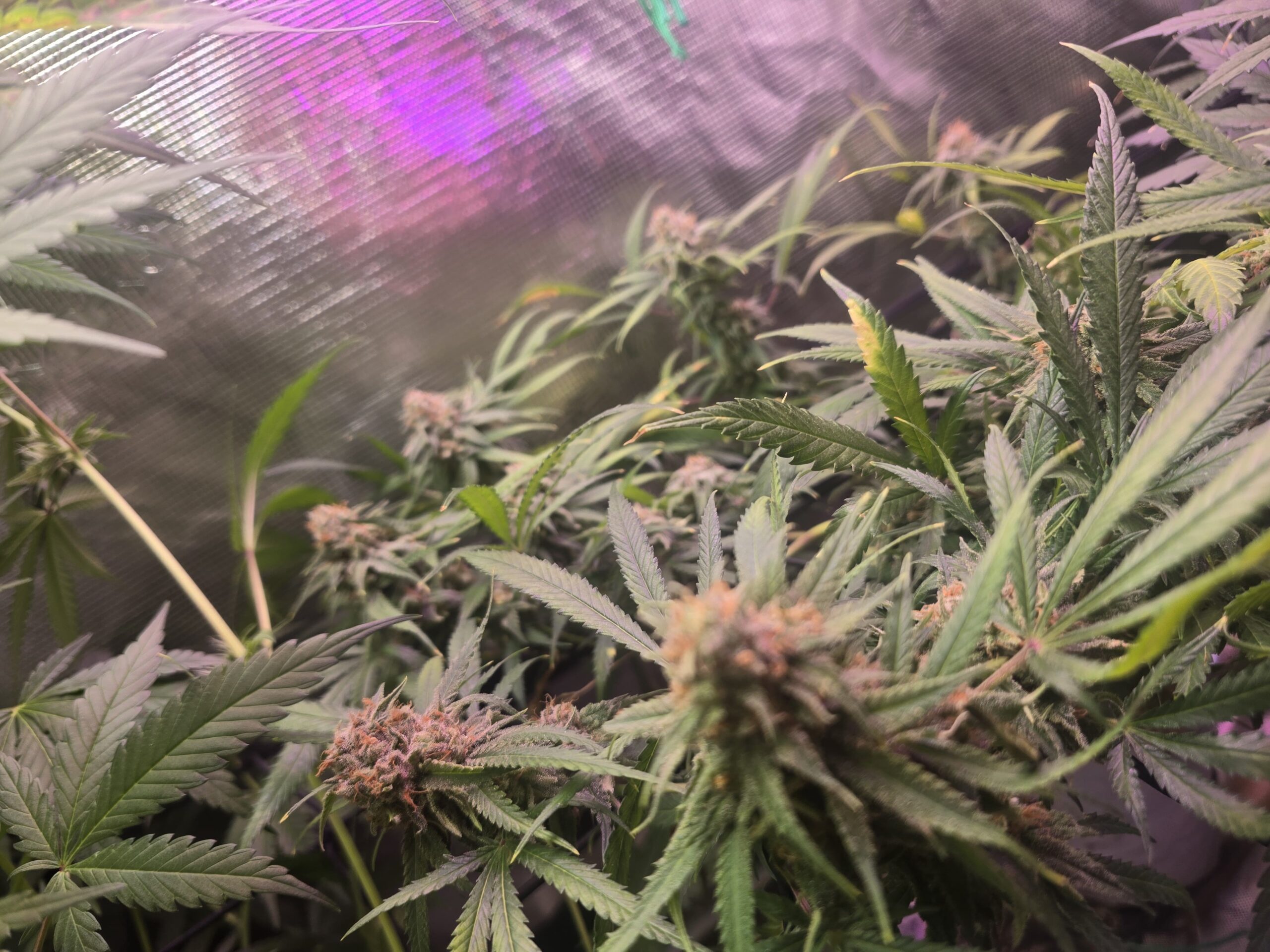 Blue Dream- Santa Cruz Cut Rooted Clone - Image 3