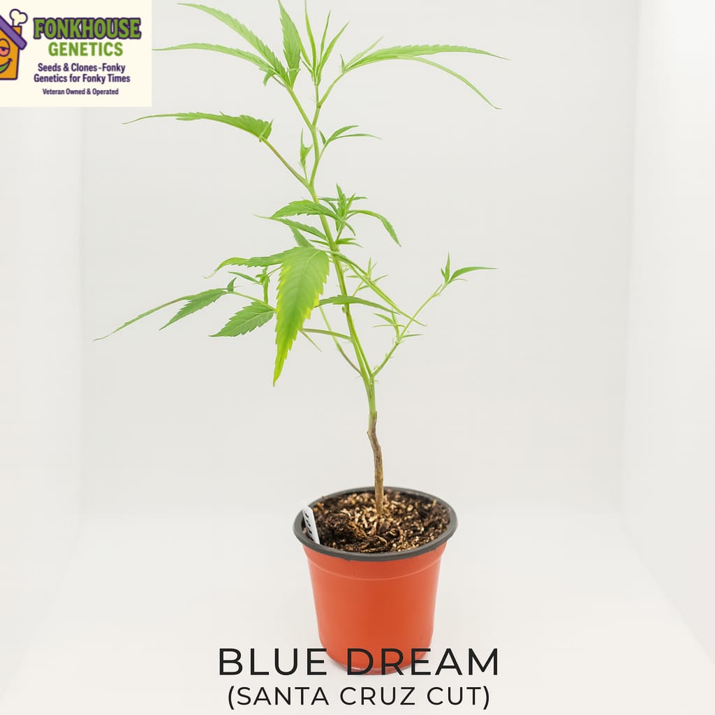 Blue Dream- Santa Cruz Cut Rooted Clone