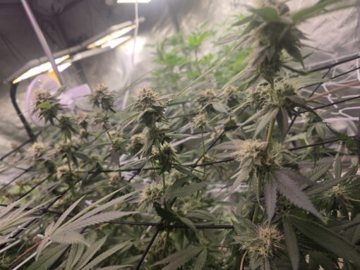 3x Cannabis Clones LEGIT-VERIFIED HLVD FREE