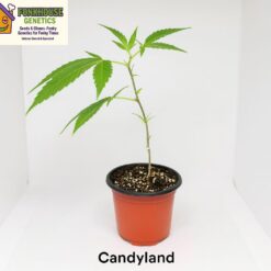 Candyland Rooted Clone