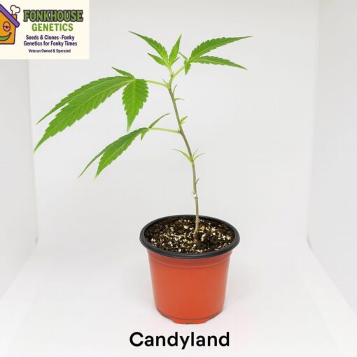 Candyland Rooted Clone