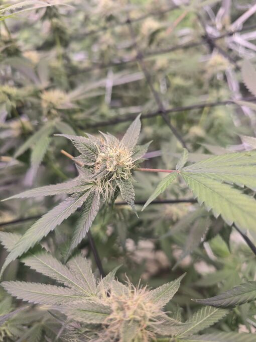 Candyland Rooted Clone - Image 2