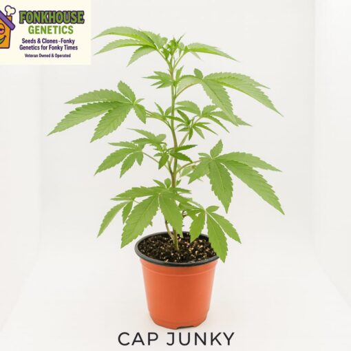 Cap Junky- Rooted Clone