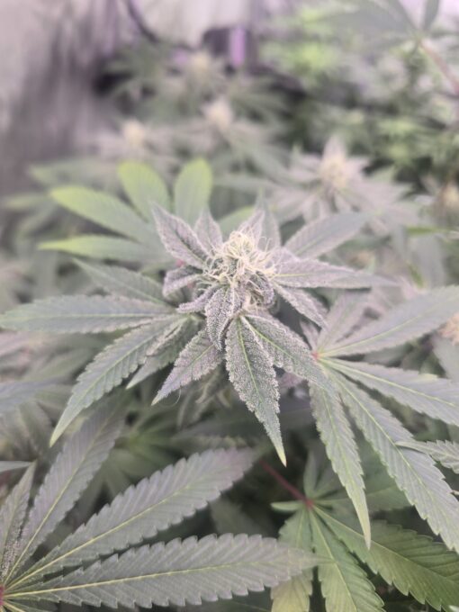 3x Cannabis Clones LEGIT-VERIFIED HLVD FREE - Image 8