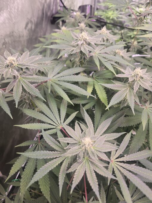 Cap Junky- Rooted Clone - Image 3