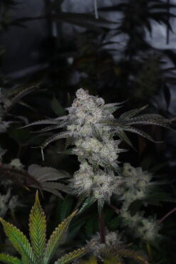 Sherbet Cookies x Strawberry Cream Cake 12+ Reg seeds