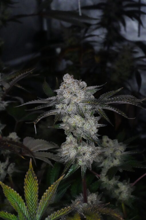 Sherbet Cookies x Strawberry Cream Cake 12+ Reg seeds