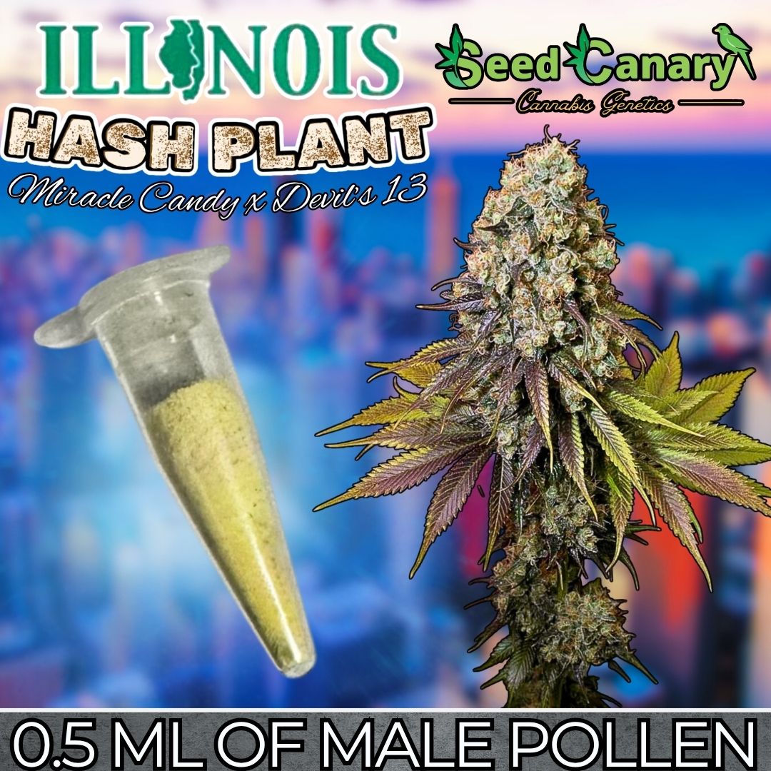 Illinois Hash Plant - Male Pollen (0.5ml Vial)