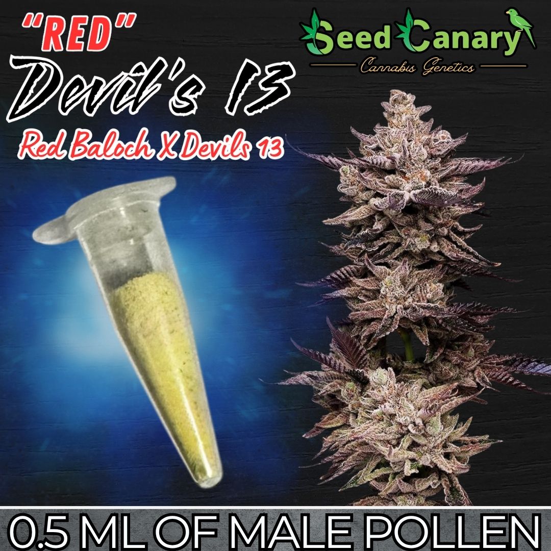 Red Devil's 13 - Male Pollen (0.5ml Vial)