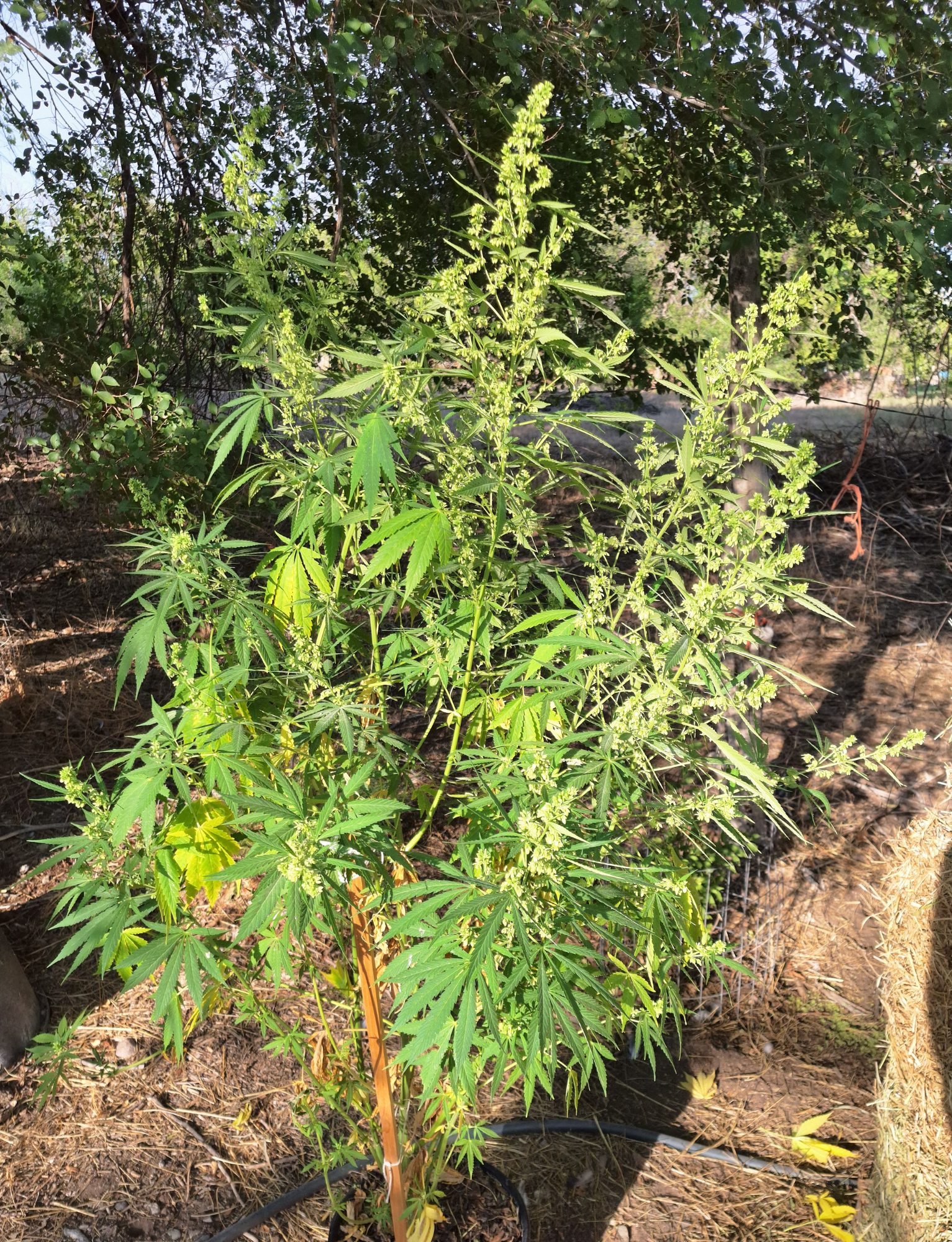 AK-47 x Gorilla Cookies Male Photoperiod Pollen 0.5ml Vial - Image 2