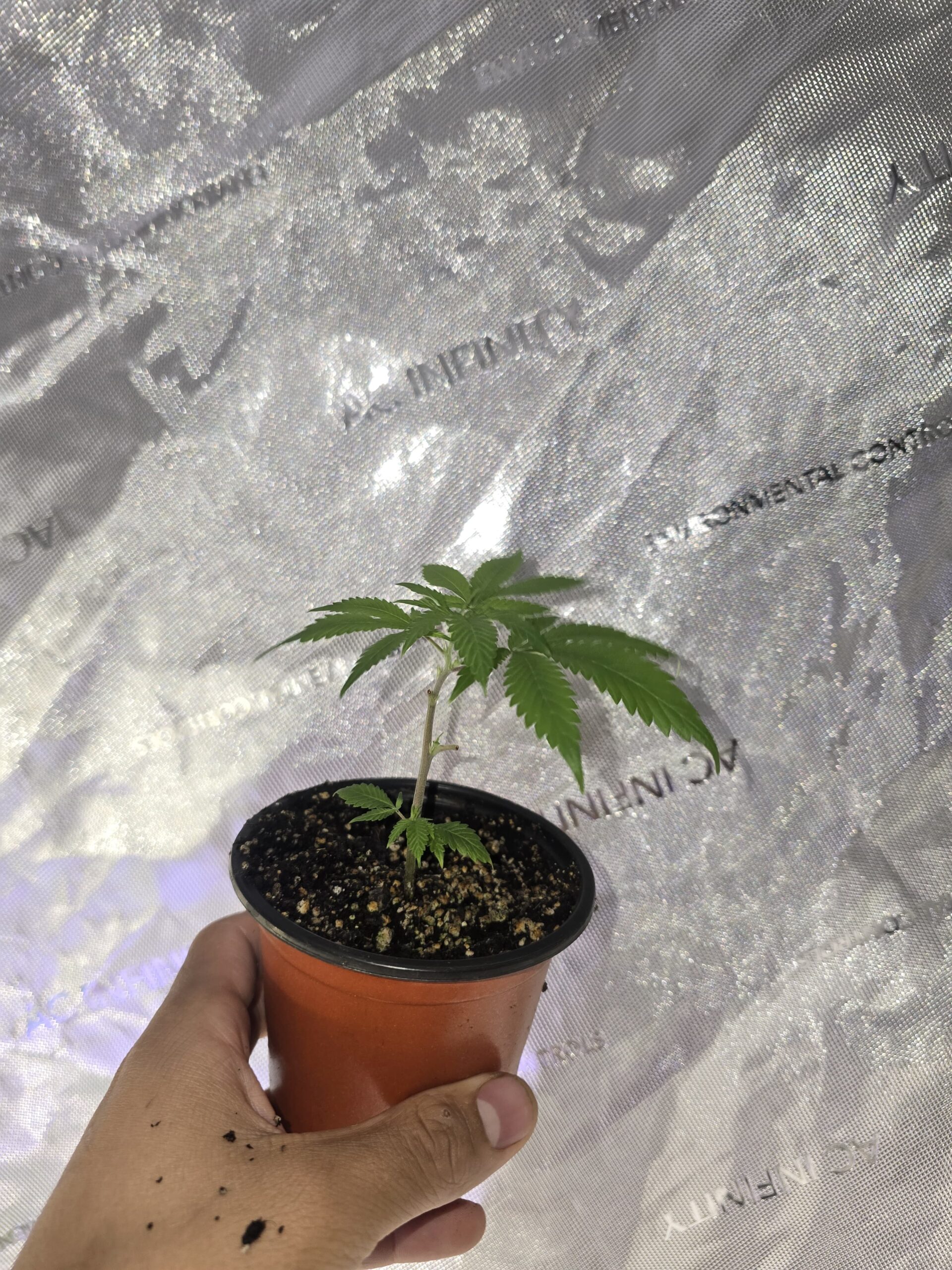 Purple Widow- 1 Rooted Clone - Image 3