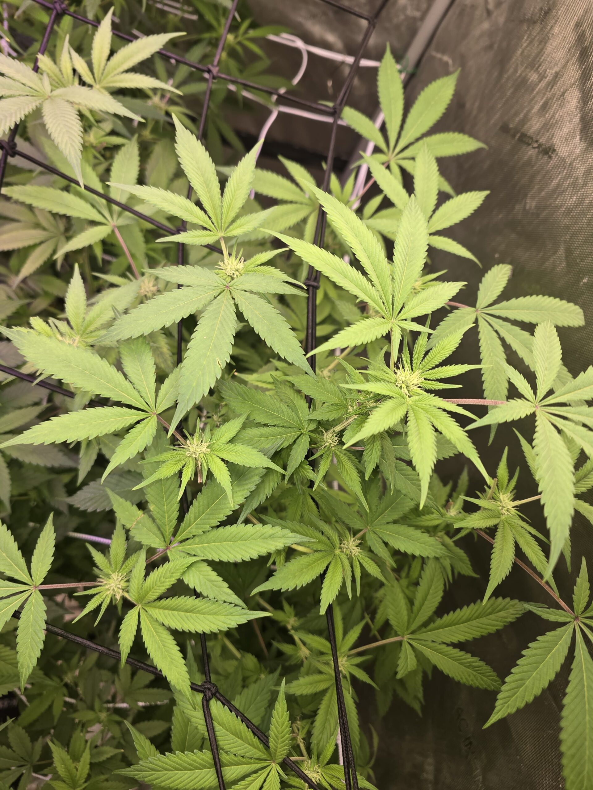 Purple Widow- 1 Rooted Clone - Image 2