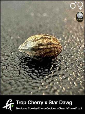 Greenpoint Trop cherry x Stardawg 10 Photo(regs) beans. - Image 2