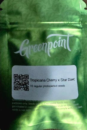 Greenpoint Trop cherry x Stardawg 10 Photo(regs) beans. - Image 3