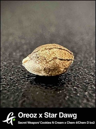 GreenPoint Oreoz x Stardawg - Image 2