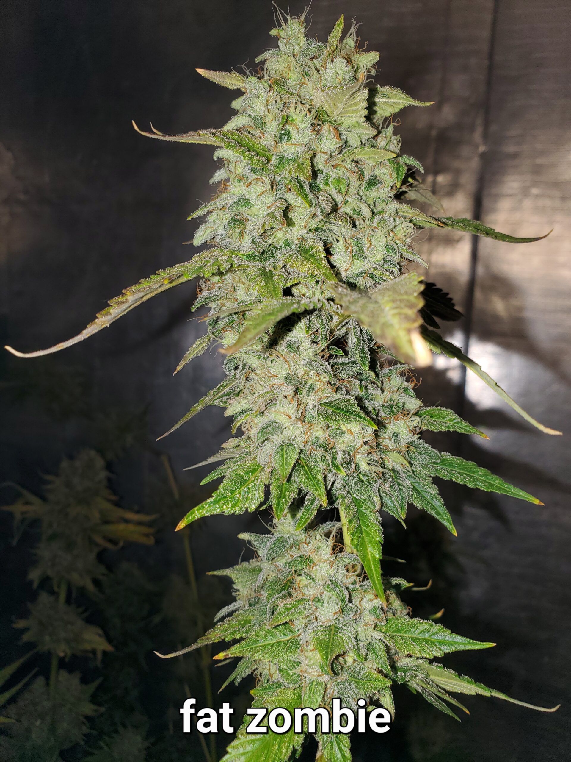 Fat Zombie (Fat Bastard x Zombie Death Fuck) 10 feminized seeds *New Year Sale*