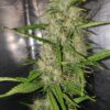 Fallen Angel(Fat Bastard x Colombian Gold x South African Kwazulu) pack of 10 feminized seeds *New Year Sale*
