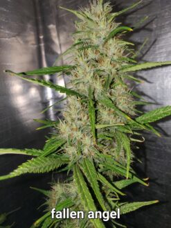 Fallen Angel pack of 10 Feminized Seeds BUY 2 GET 2 FREE