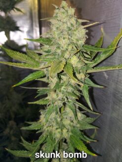 Skunk Bomb pack of 10 Feminized Seeds