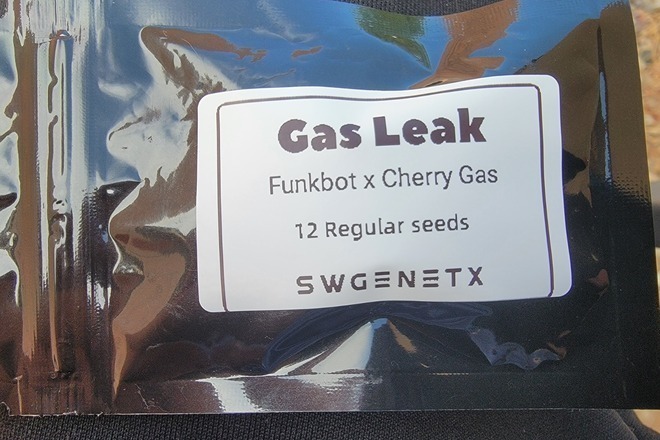 Gas Leak (Funkbot x Cherry Gas) - 12 Regs