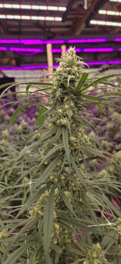 Blue Dream Santa Cruz