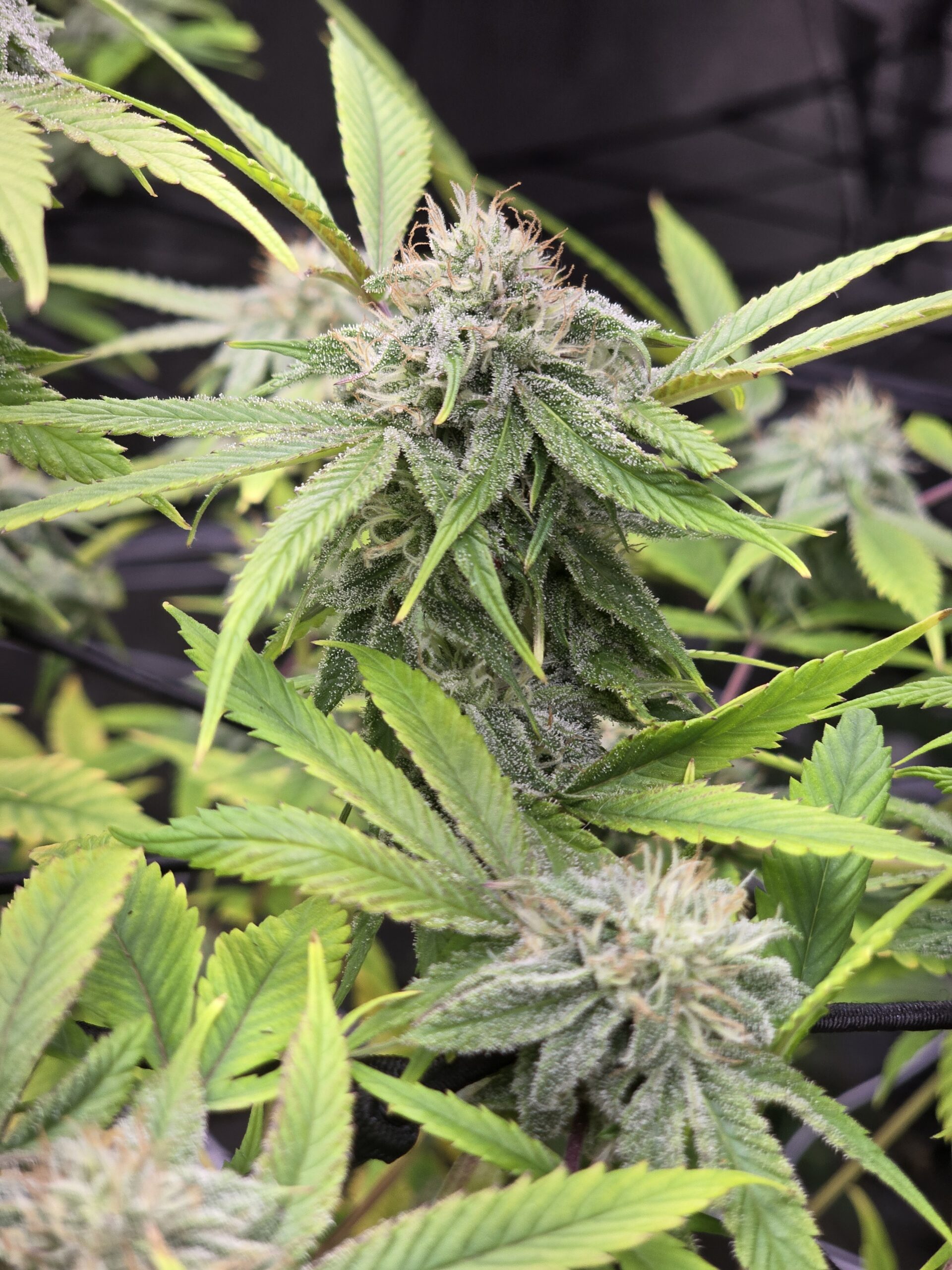 Pure Michigan Rooted Clone - Image 4