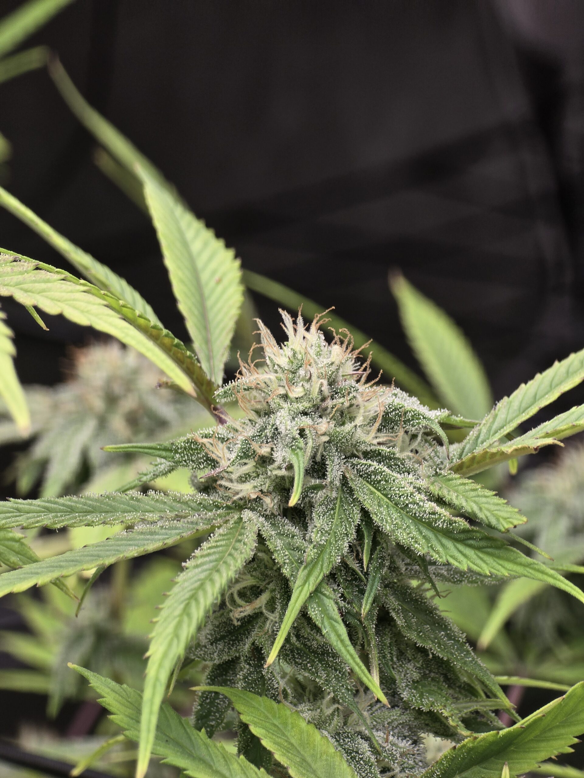 Pure Michigan Rooted Clone - Image 3