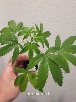 Denali Red (Denali x Panama Red)