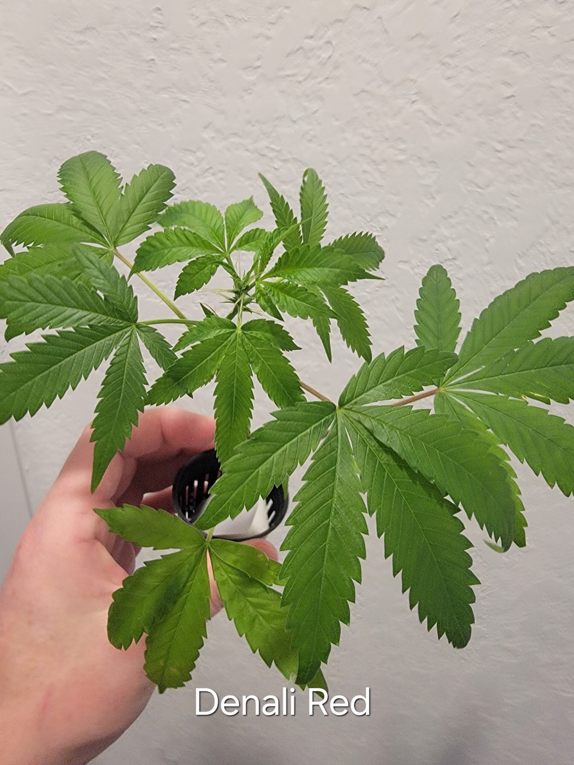 Denali Red (Denali x Panama Red)