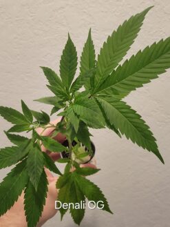 Denali OG (Denali x Goji OG)