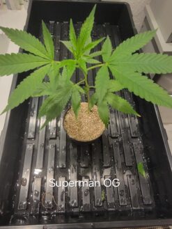 Superman OG