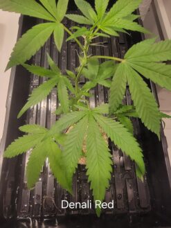 Denali Red (Denali x Panama Red)