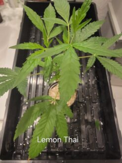 Lemon Thai