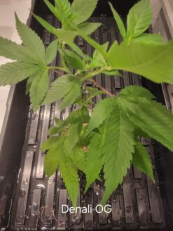 Denali OG (Denali x Goji OG)