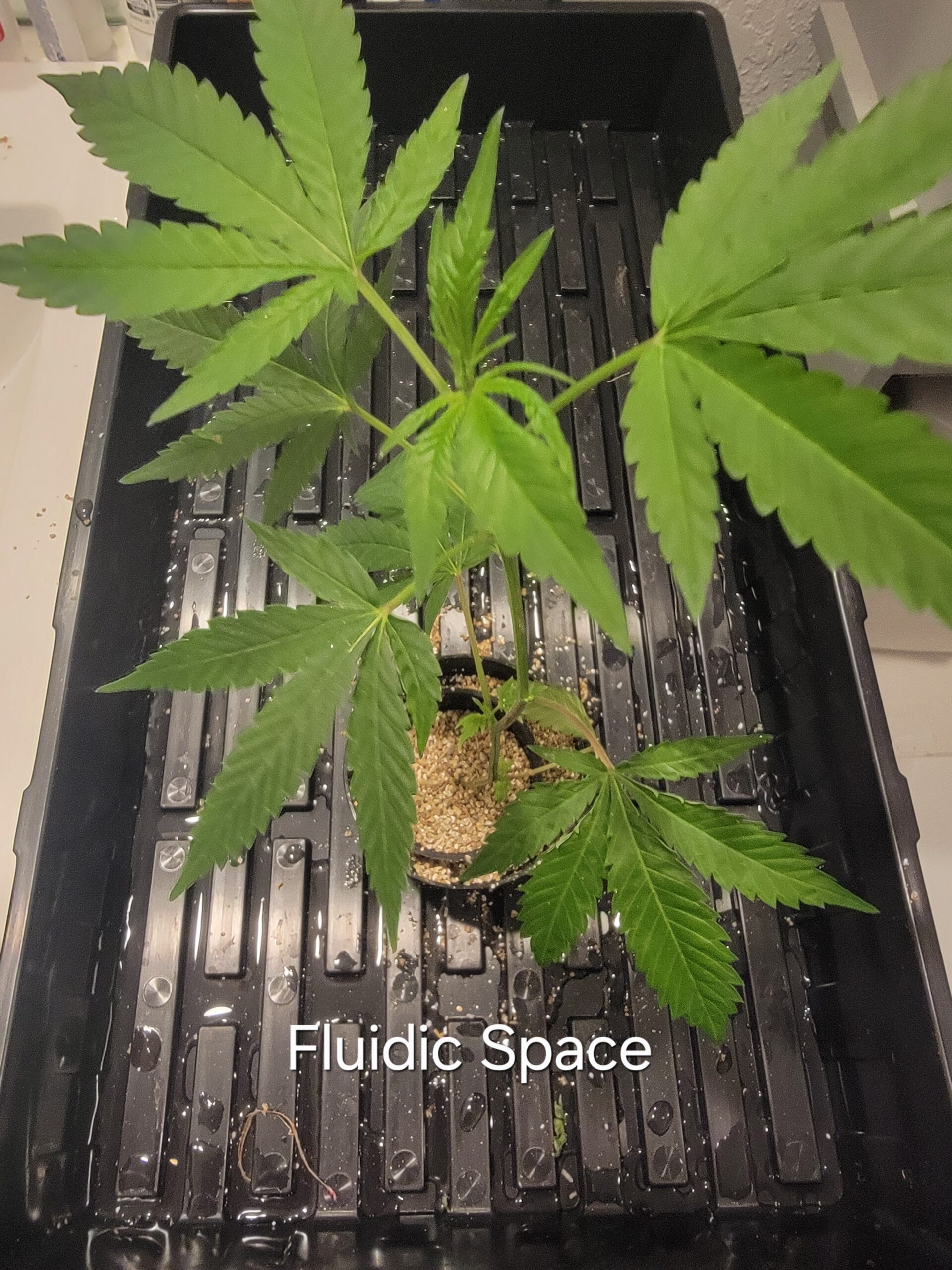 Fluidic Space (Cluster x Purple Jar) - Image 2