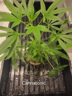 Cannatonic