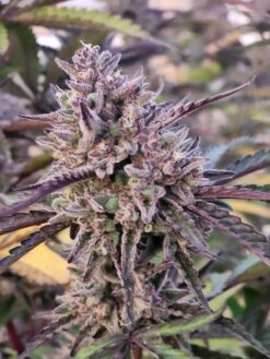 Autumn's Bubba (12 Pk)