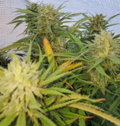 Dunder Mifflin Dank (Fat Bastard x Acapulco Gold)