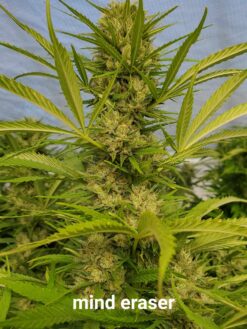 Mind Eraser (Fat Bastard x Ketama)