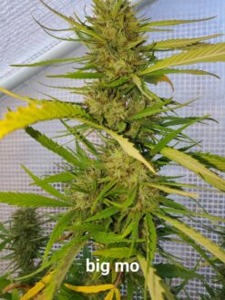 Big Mo (Fat Bastard x GMO)